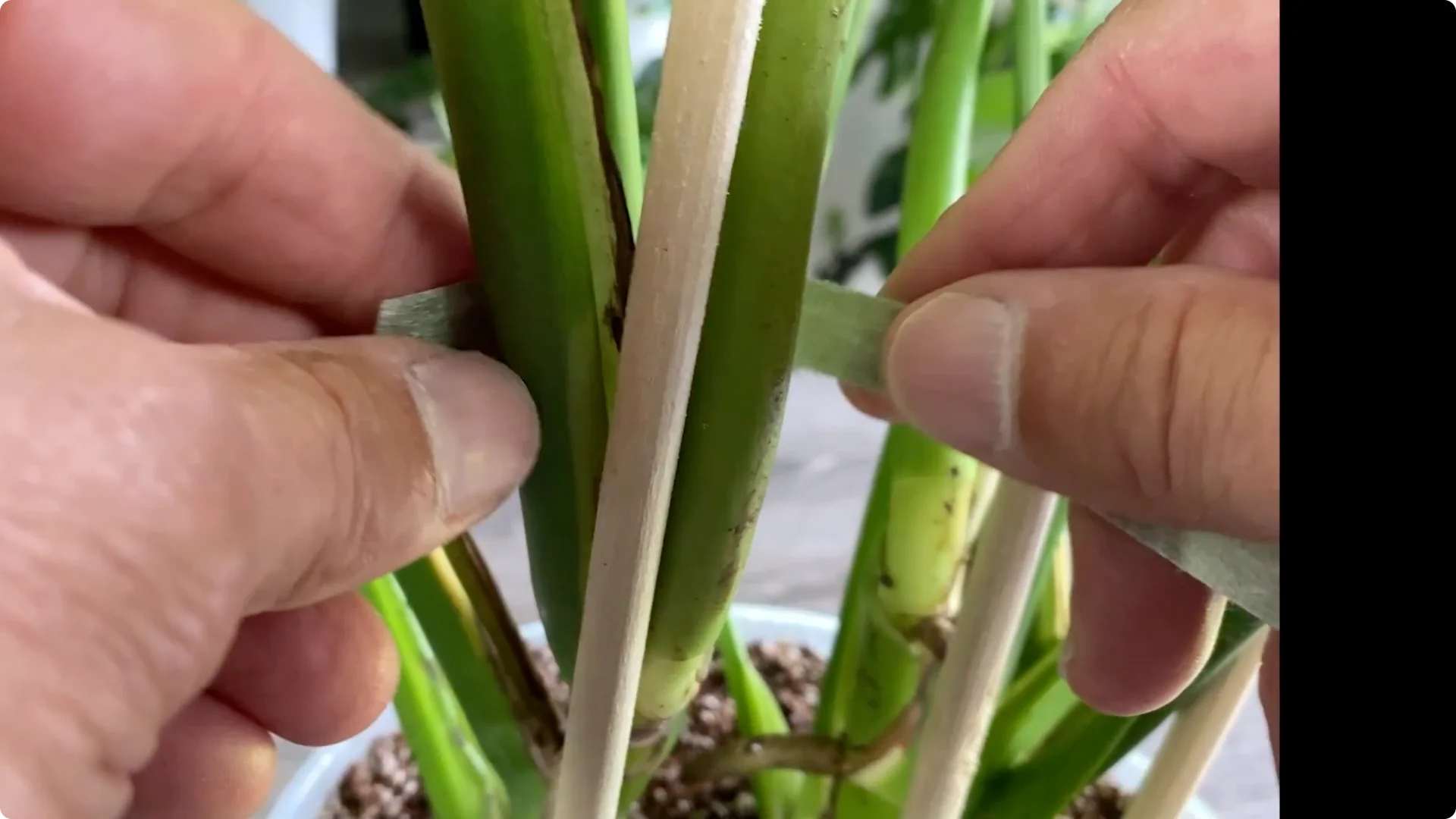 7 Common Monstera Care Mistakes and Easy Fixes screenshot 7