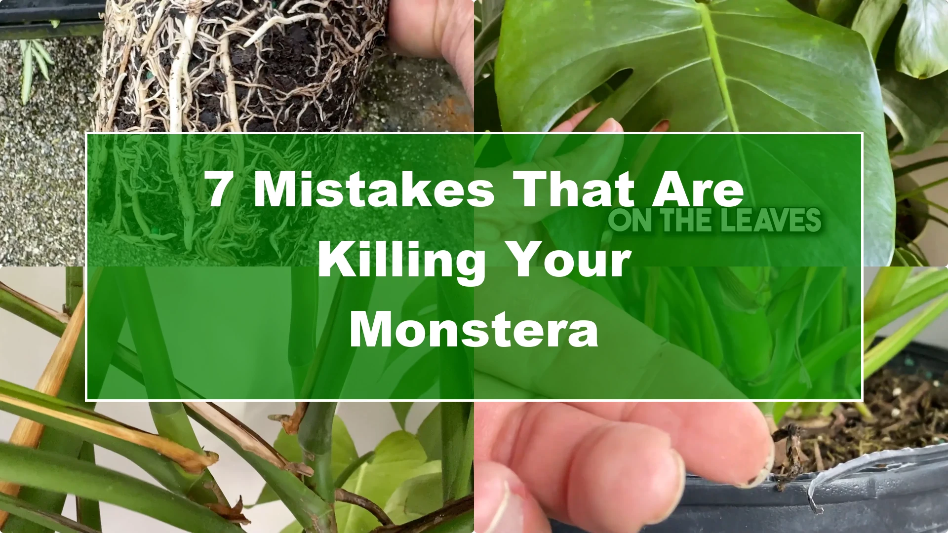 7 Common Monstera Care Mistakes and Easy Fixes - Featured Image