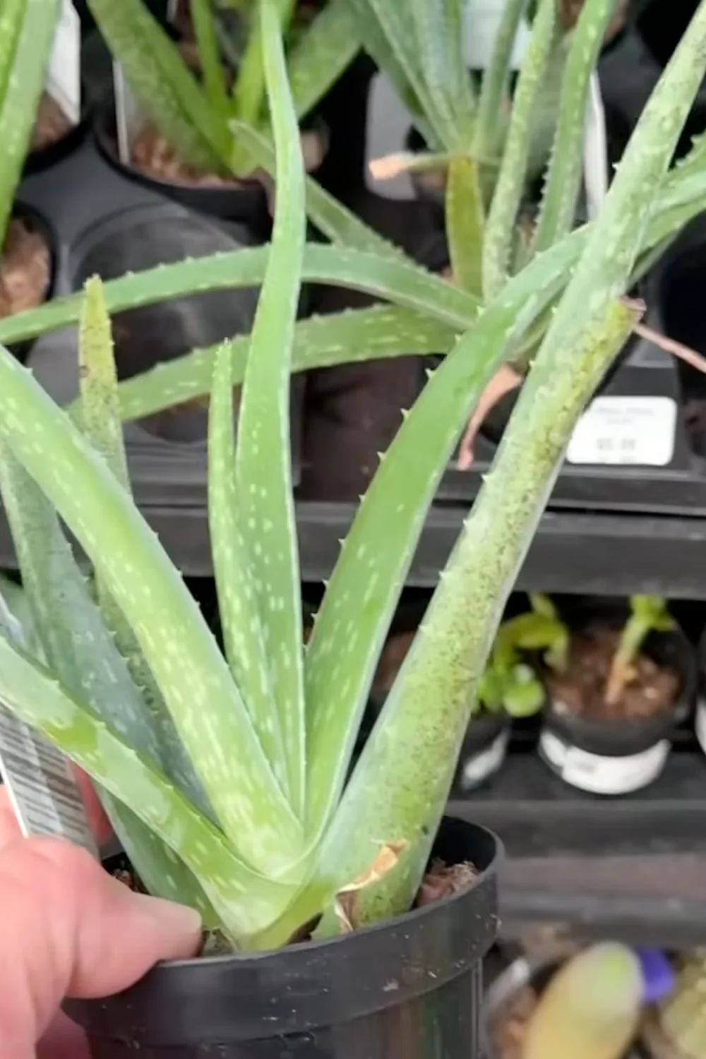 7 Essential Aloe Vera Care Tips You Haven’t Tried Yet screenshot 1