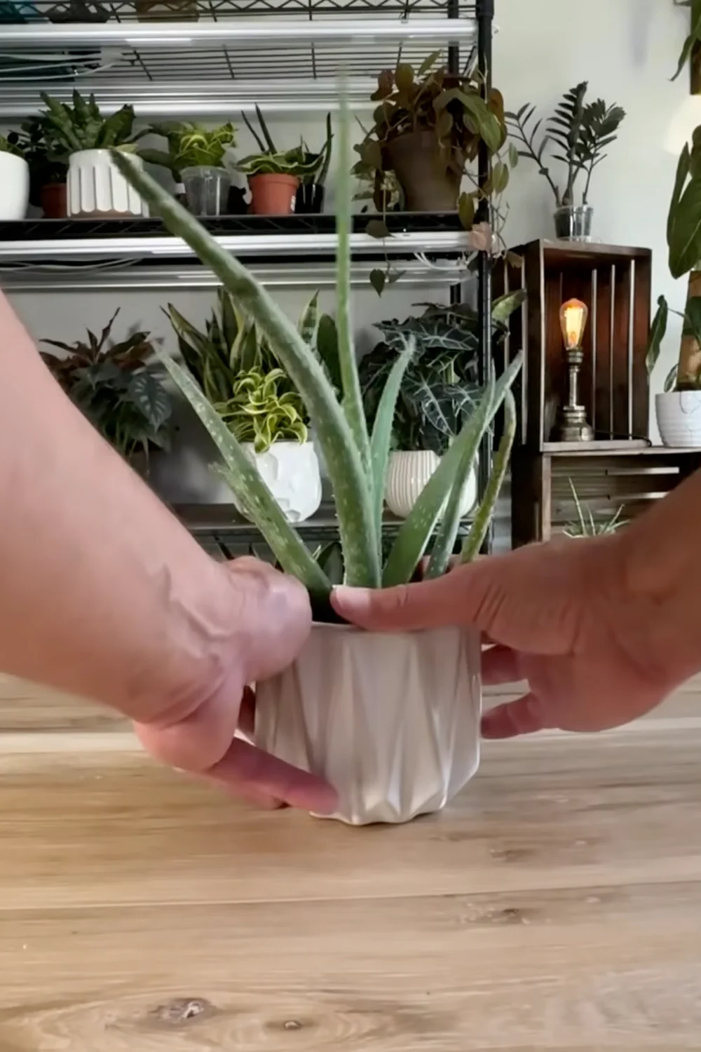 7 Essential Aloe Vera Care Tips You Haven’t Tried Yet screenshot 2