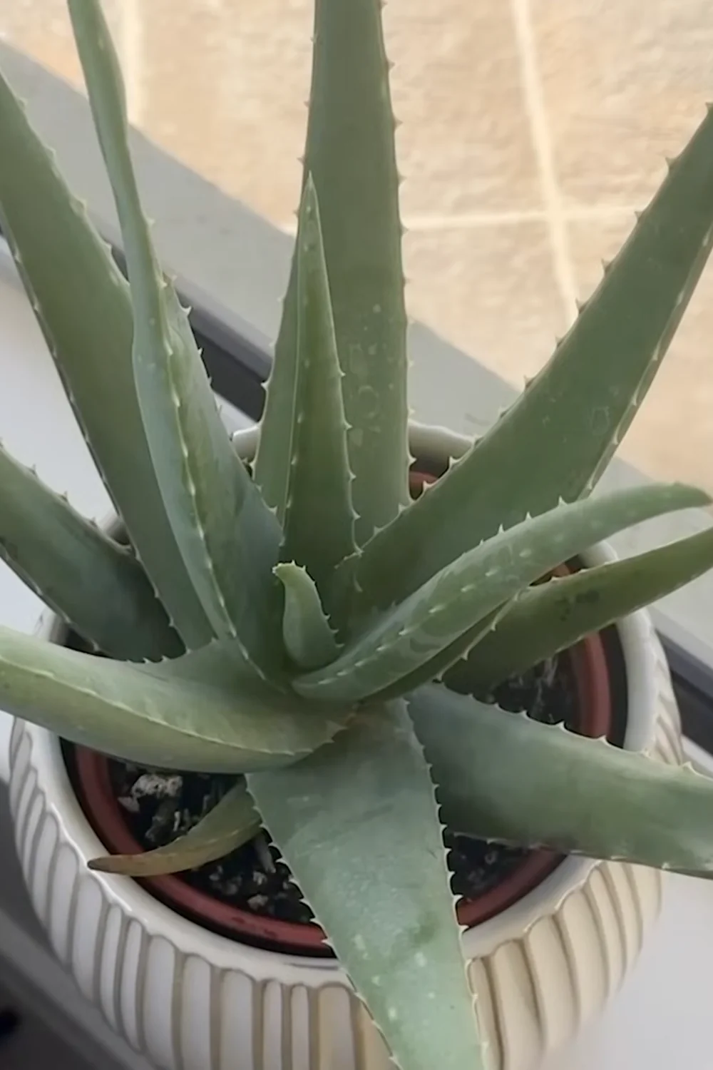 7 Essential Aloe Vera Care Tips You Haven’t Tried Yet screenshot 3