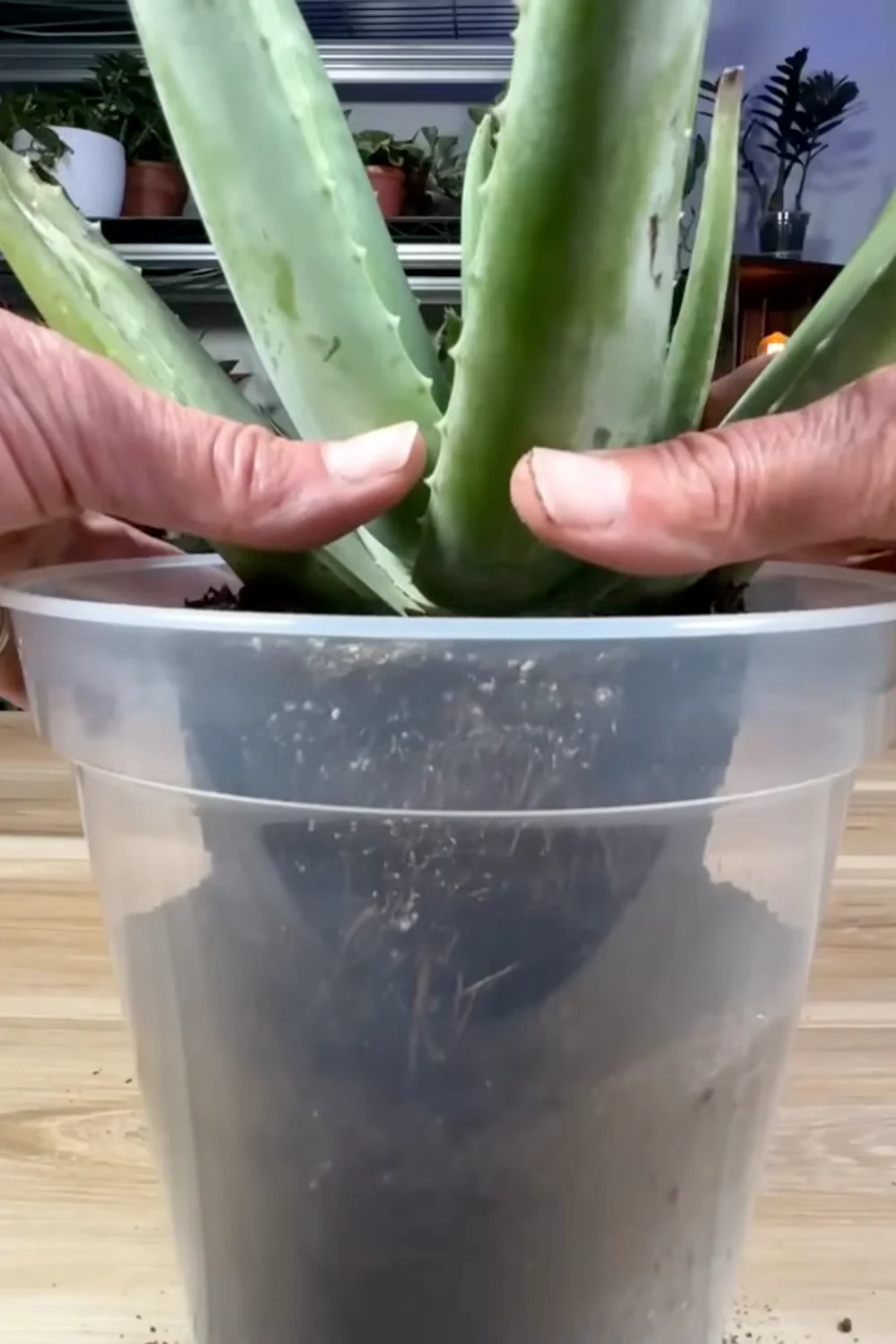 7 Essential Aloe Vera Care Tips You Haven’t Tried Yet screenshot 5
