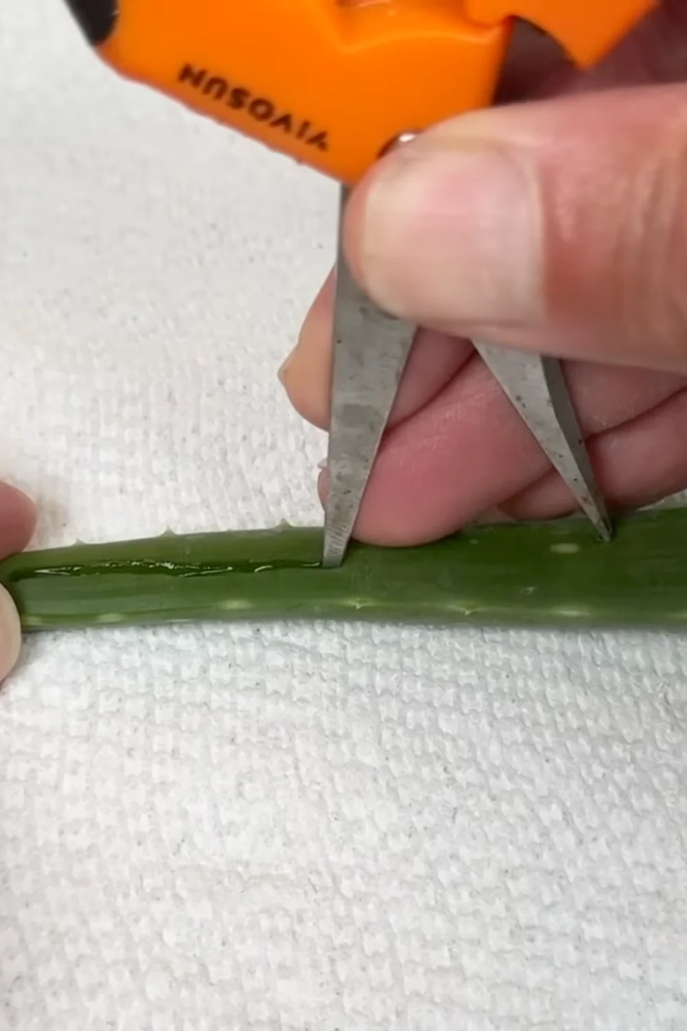 7 Essential Aloe Vera Care Tips You Haven’t Tried Yet screenshot 6