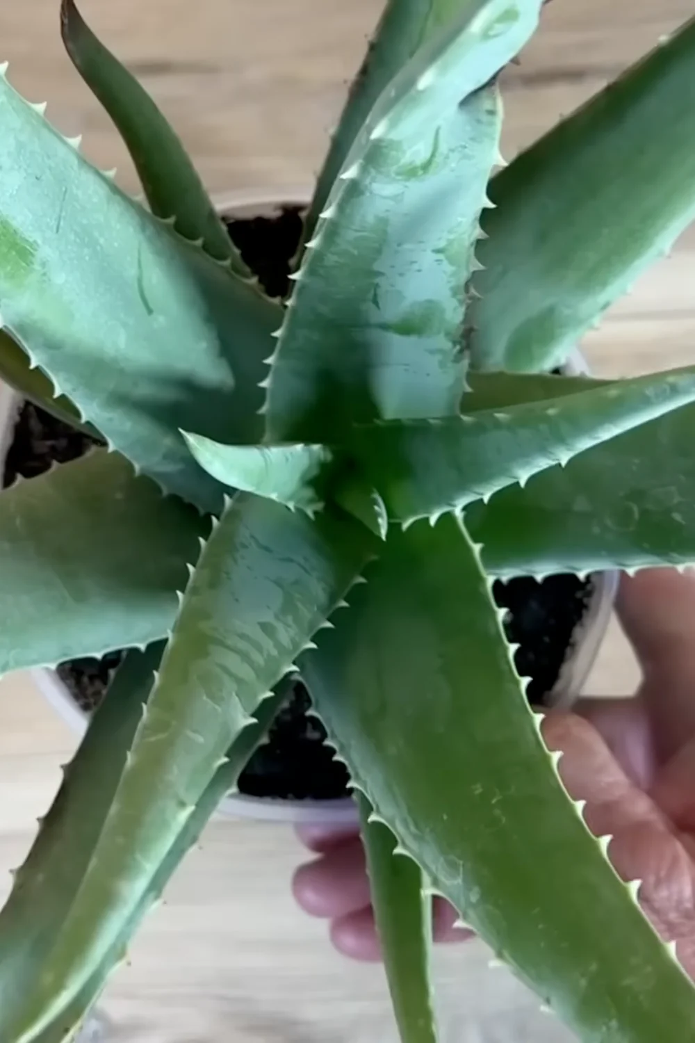 7 Essential Aloe Vera Care Tips You Haven’t Tried Yet screenshot 7