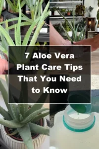 7 Essential Aloe Vera Care Tips You Haven’t Tried Yet - Featured Image