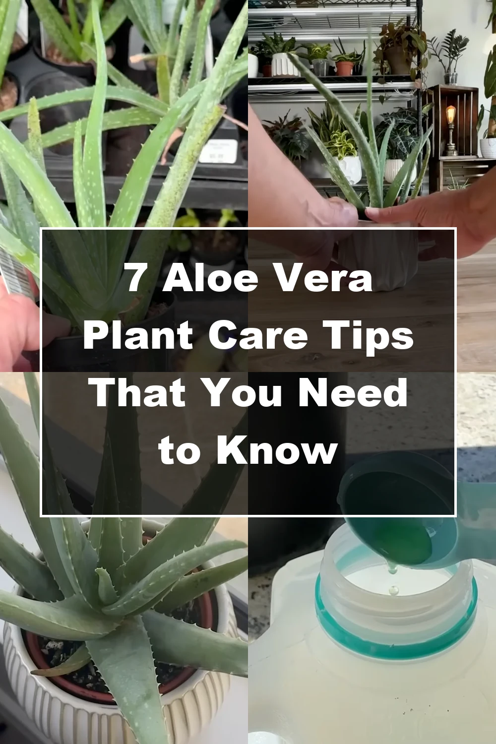 7 Essential Aloe Vera Care Tips You Haven’t Tried Yet - Featured Image