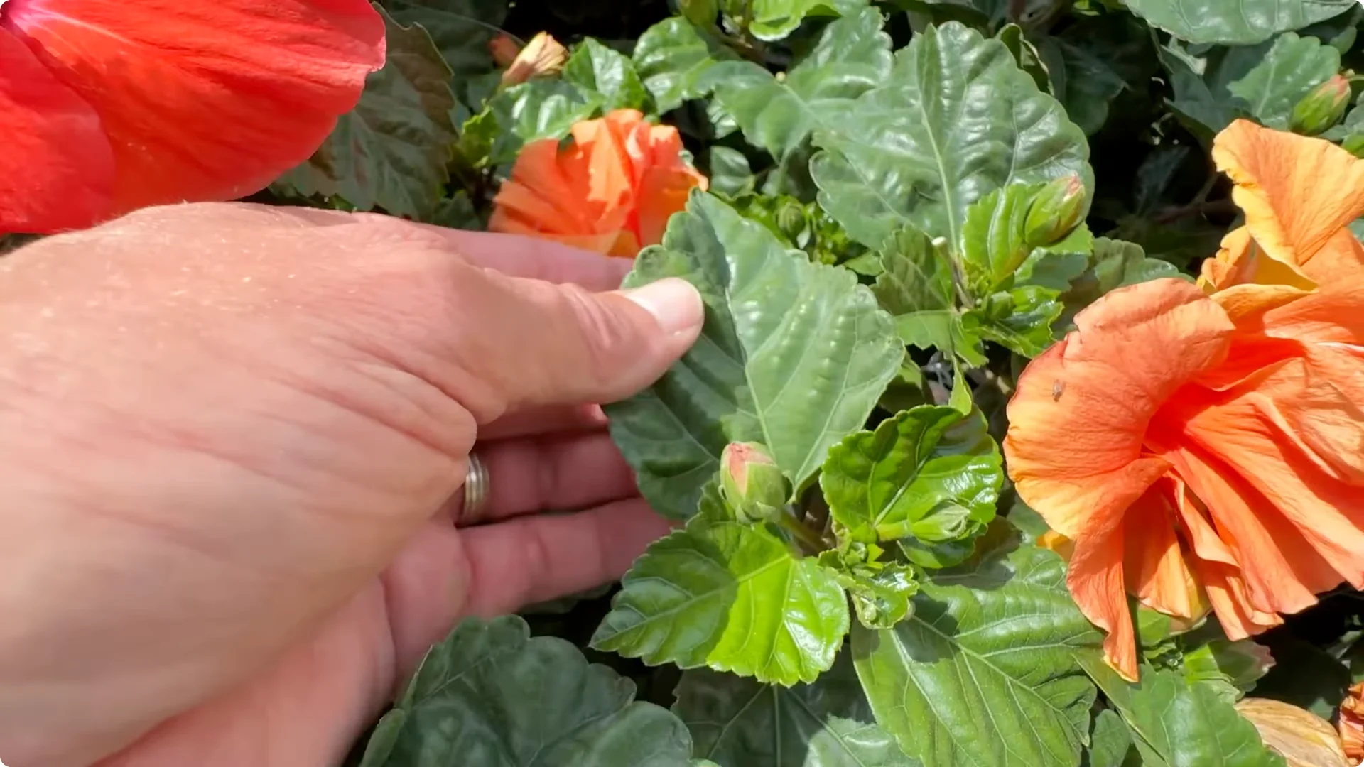 7 Essential Hibiscus Care Tips Every Gardener Should Know screenshot 1