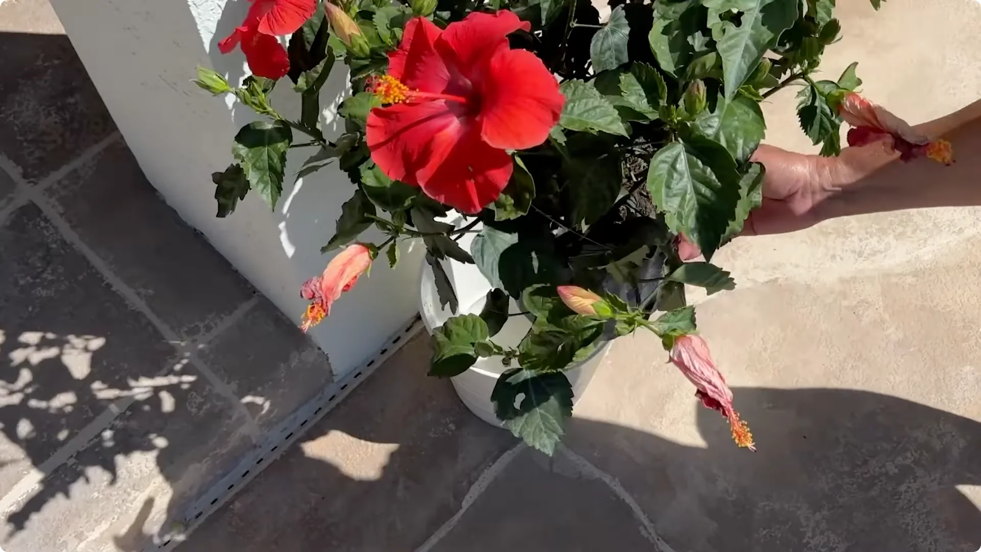 7 Essential Hibiscus Care Tips Every Gardener Should Know screenshot 2