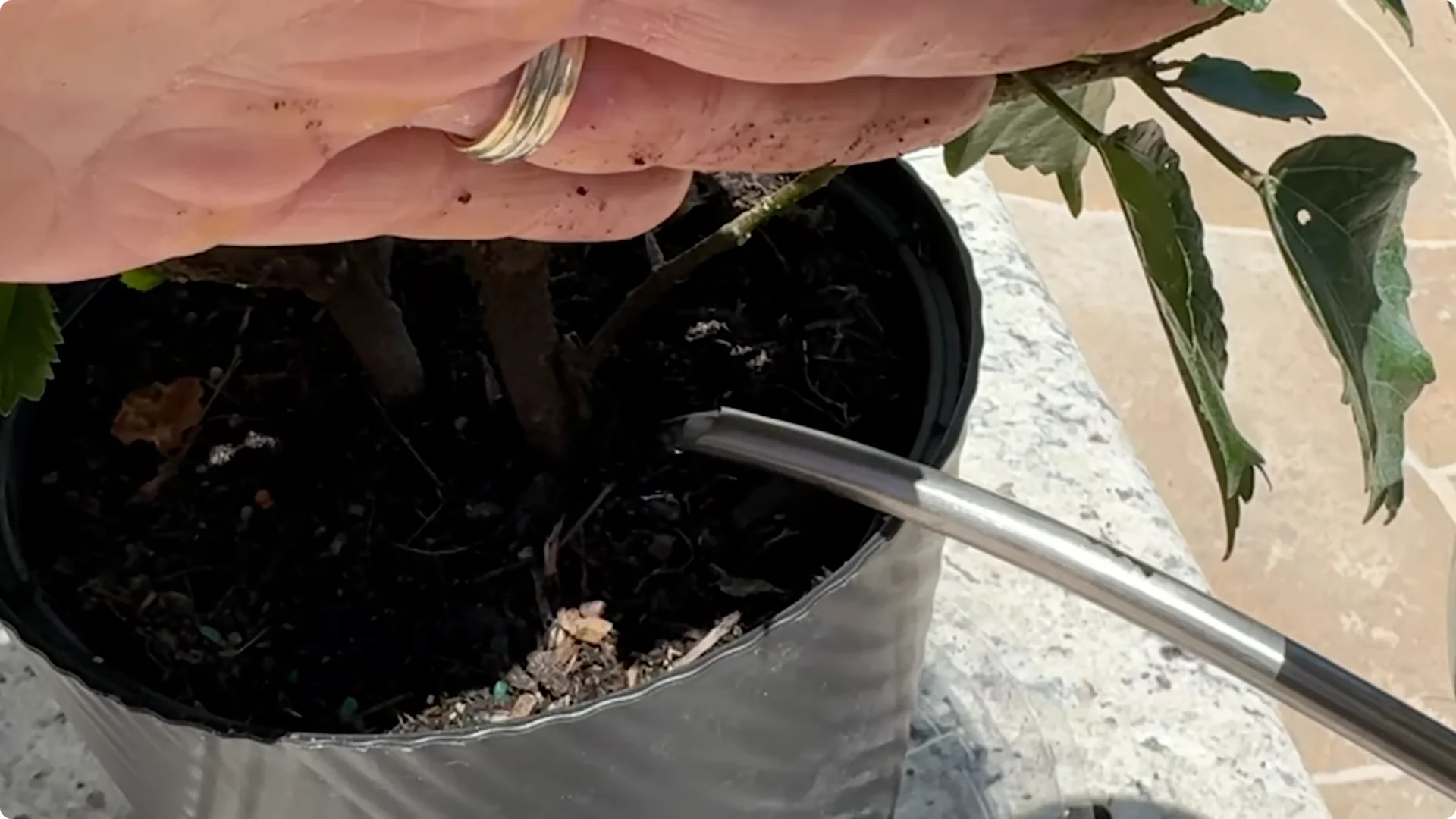 7 Essential Hibiscus Care Tips Every Gardener Should Know screenshot 3