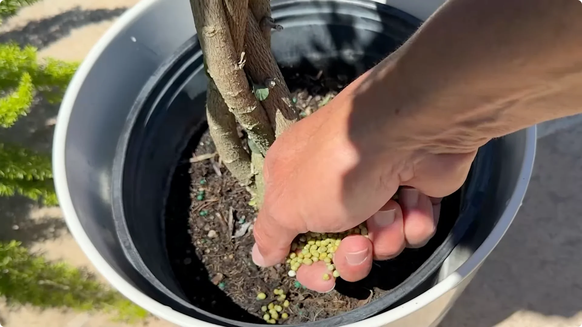 7 Essential Hibiscus Care Tips Every Gardener Should Know screenshot 4