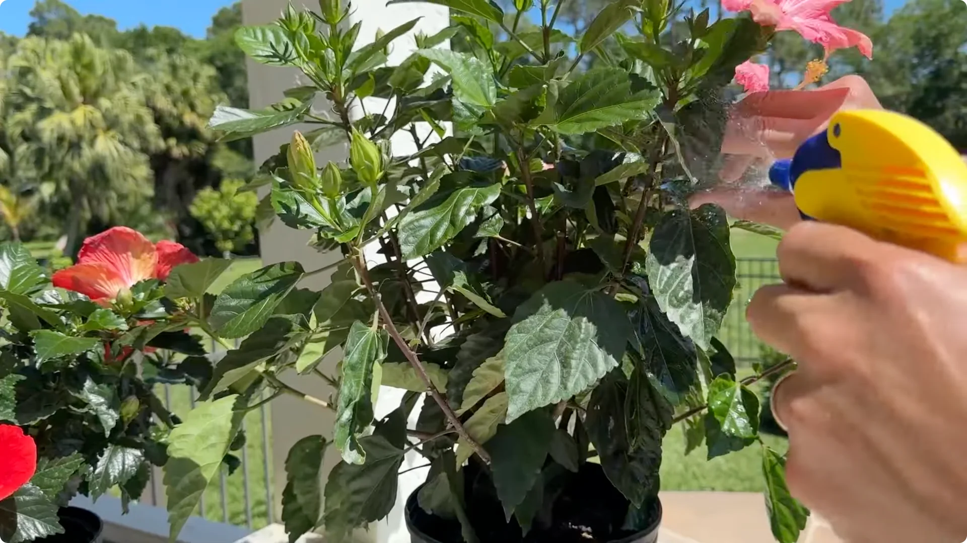 7 Essential Hibiscus Care Tips Every Gardener Should Know screenshot 6