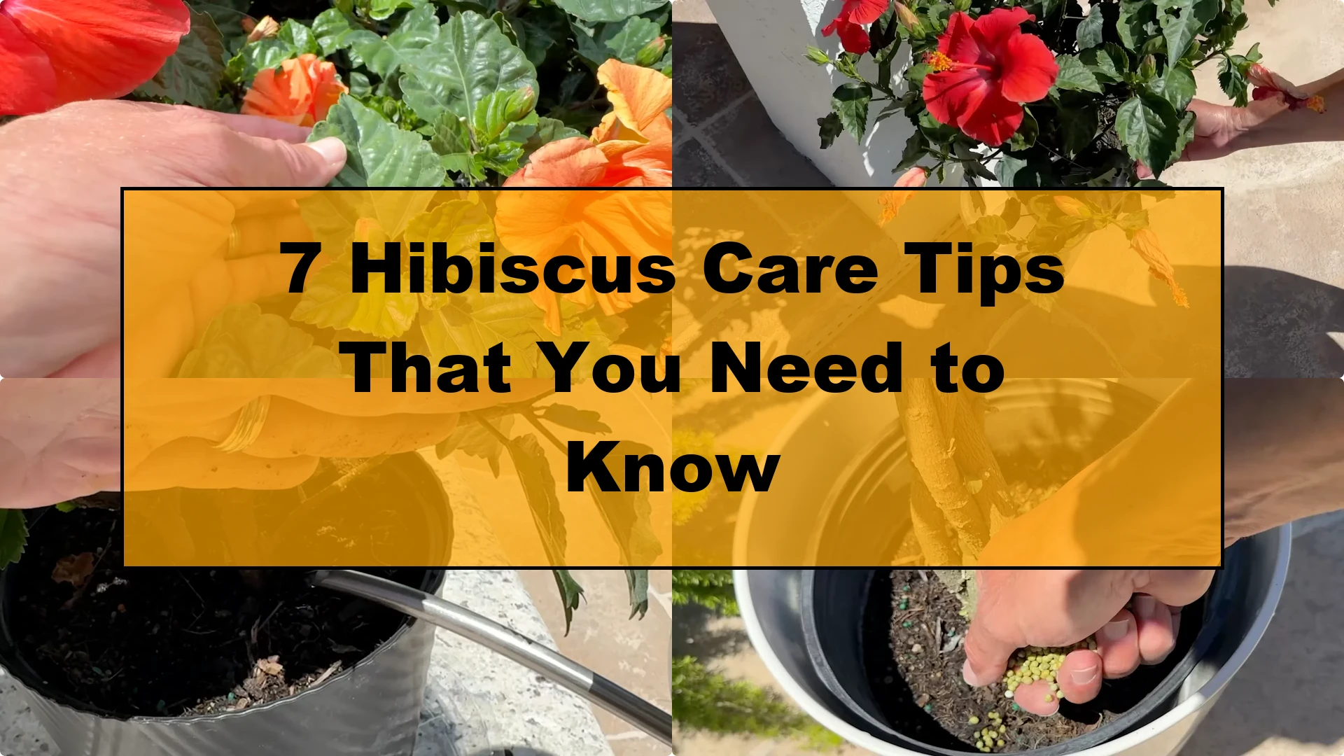 7 Essential Hibiscus Care Tips Every Gardener Should Know - Featured Image