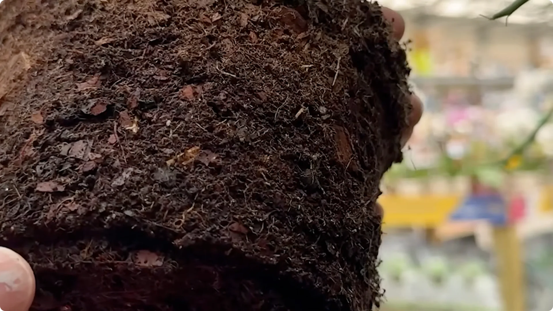 7 Essential Jade Plant Care Tips You Should Discover screenshot 1