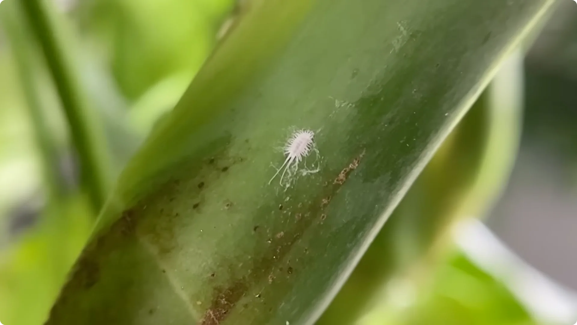 7 Essential Jade Plant Care Tips You Should Discover screenshot 11