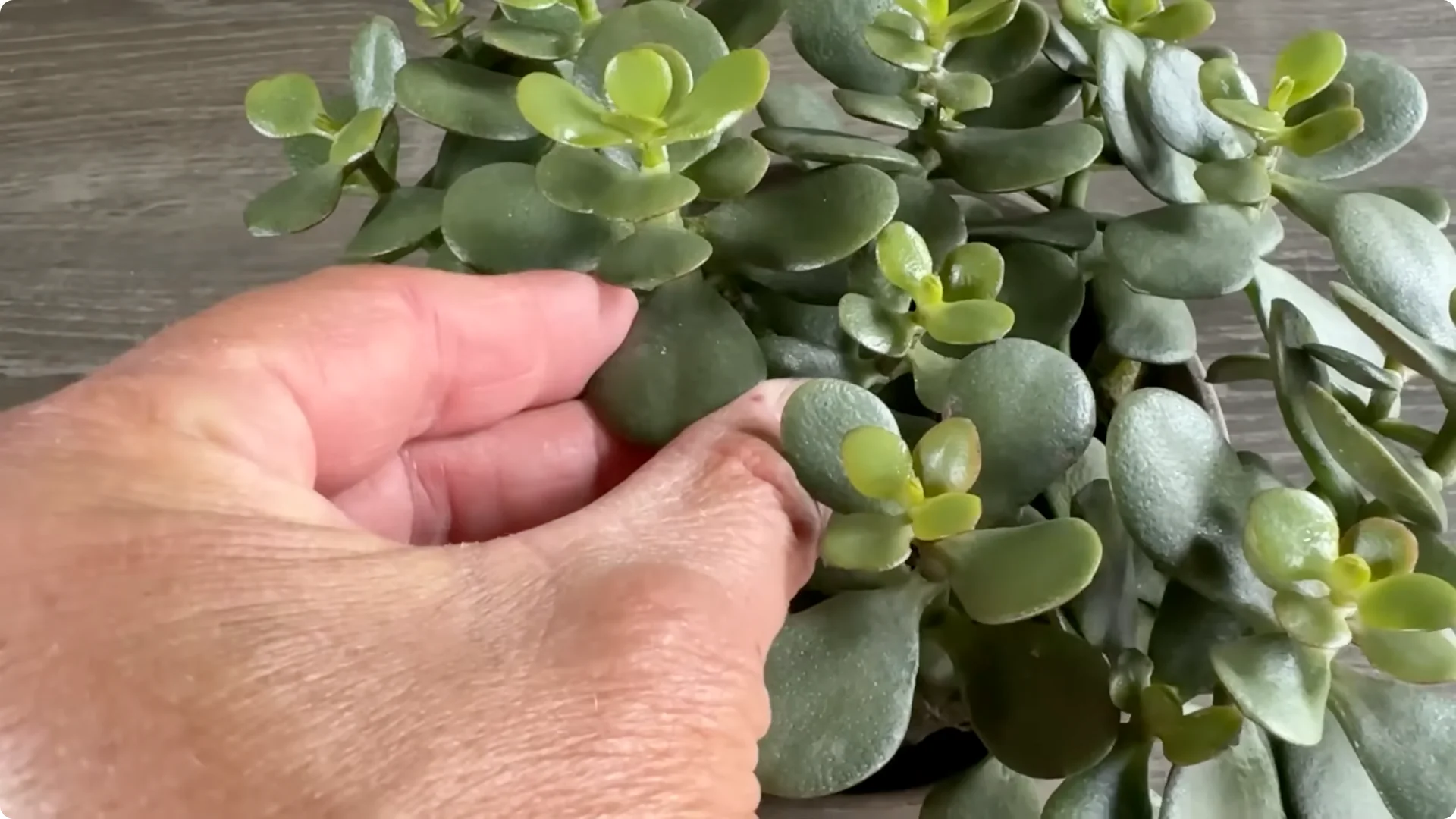7 Essential Jade Plant Care Tips You Should Discover screenshot 5