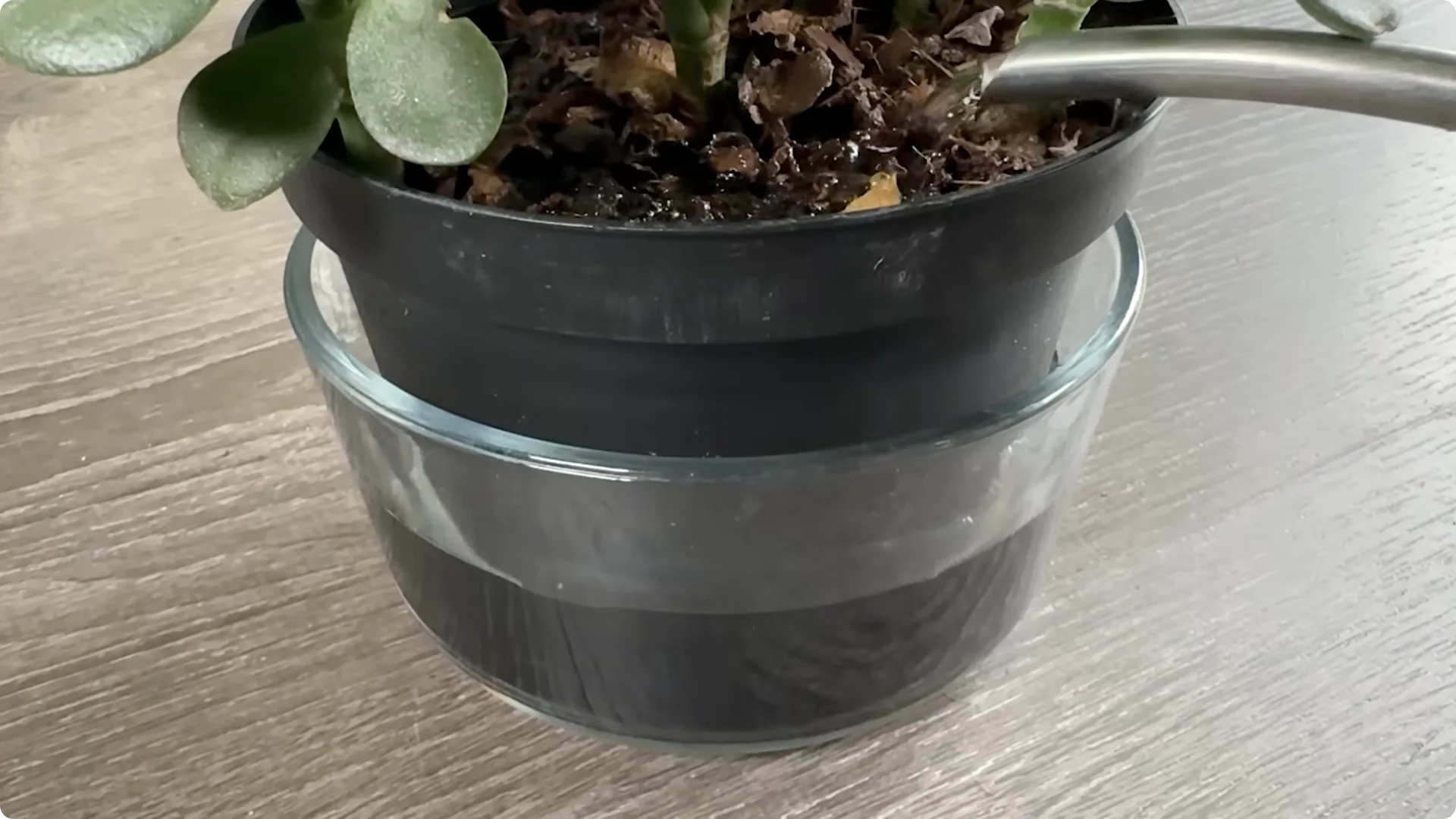 7 Essential Jade Plant Care Tips You Should Discover screenshot 6