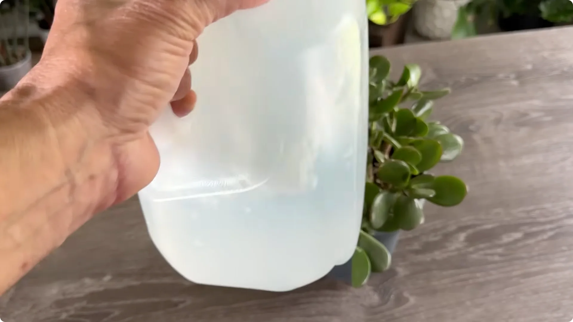 7 Essential Jade Plant Care Tips You Should Discover screenshot 7