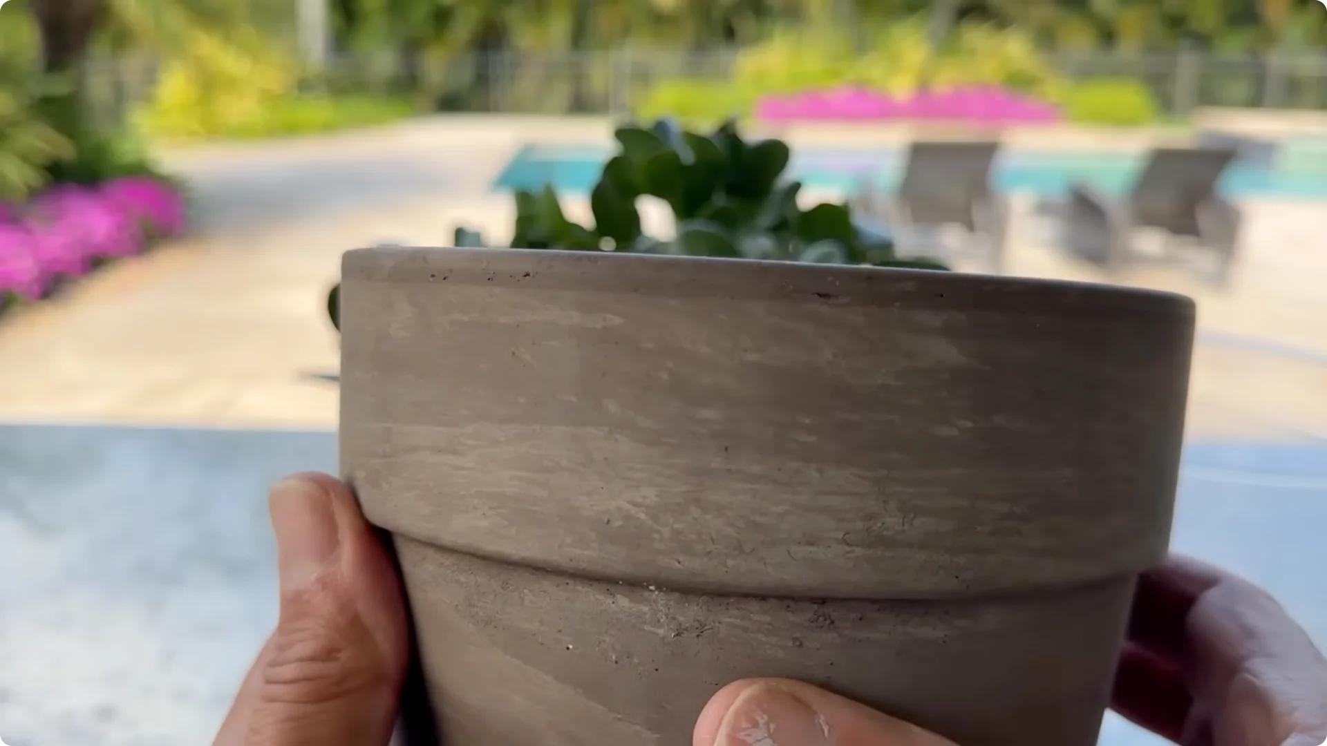 7 Essential Jade Plant Care Tips You Should Discover screenshot 9