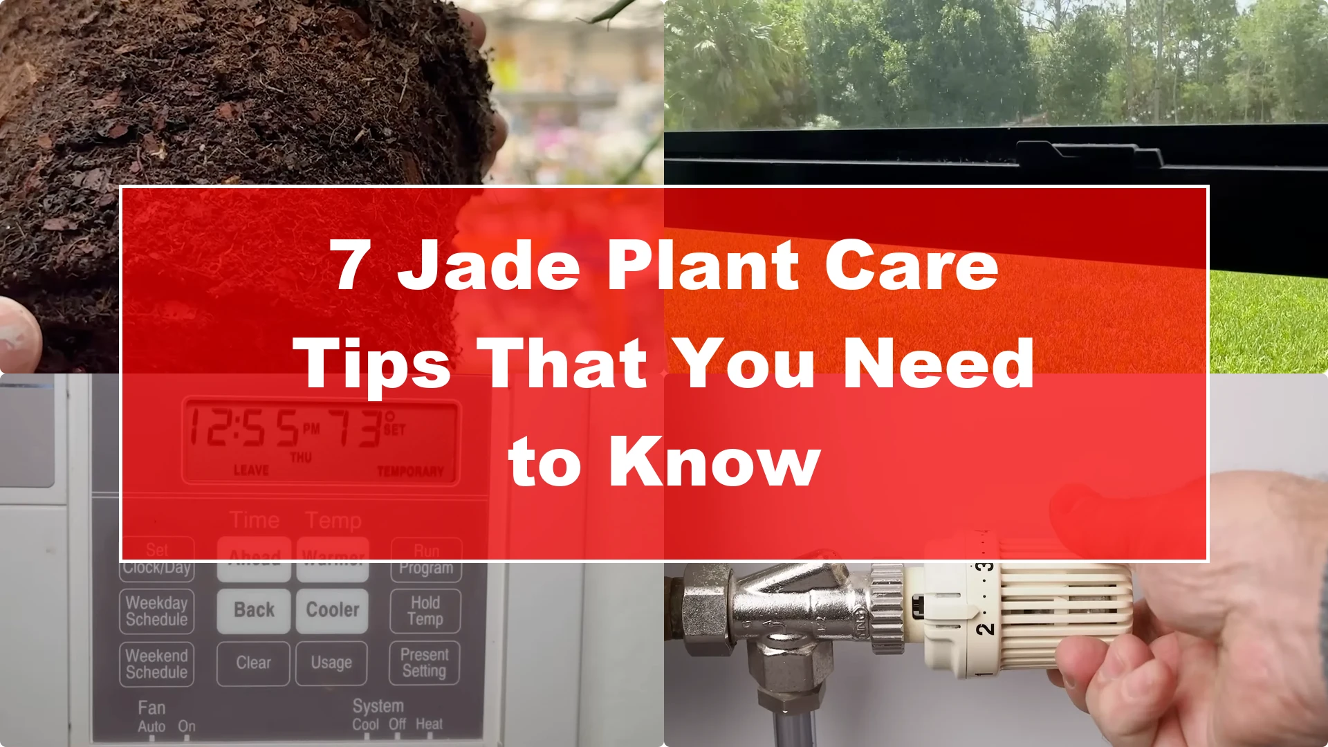 7 Essential Jade Plant Care Tips You Should Discover - Featured Image