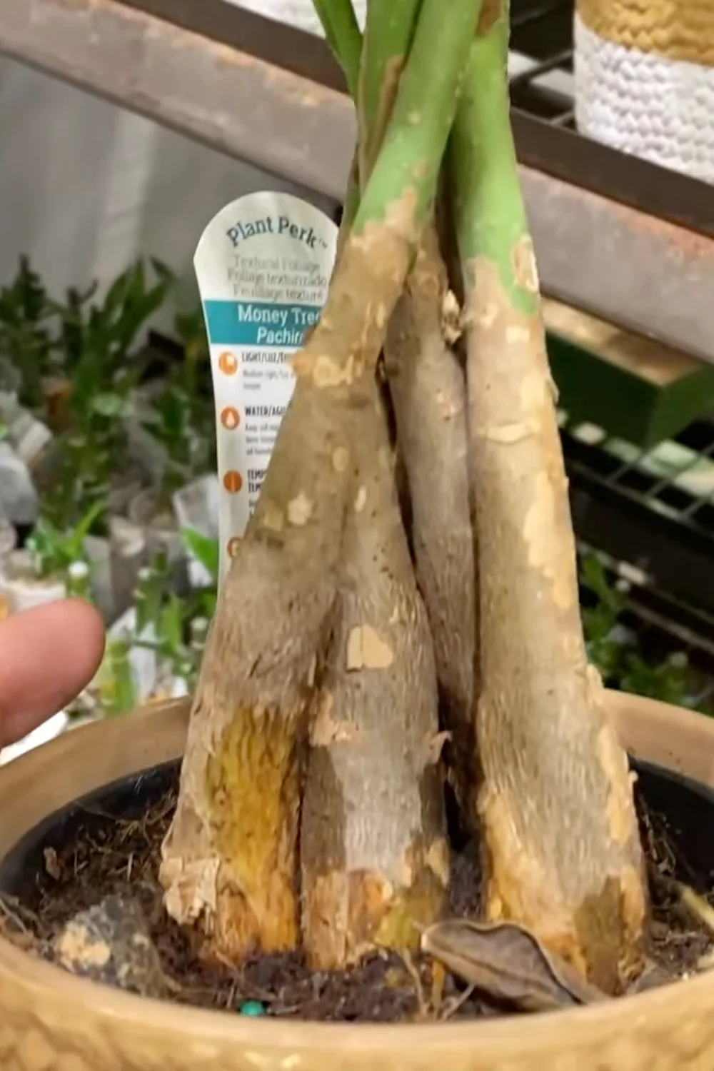 7 Essential Money Tree Care Tips You Should Know screenshot 1