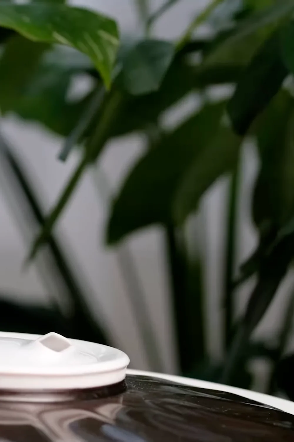 7 Essential Money Tree Care Tips You Should Know screenshot 12