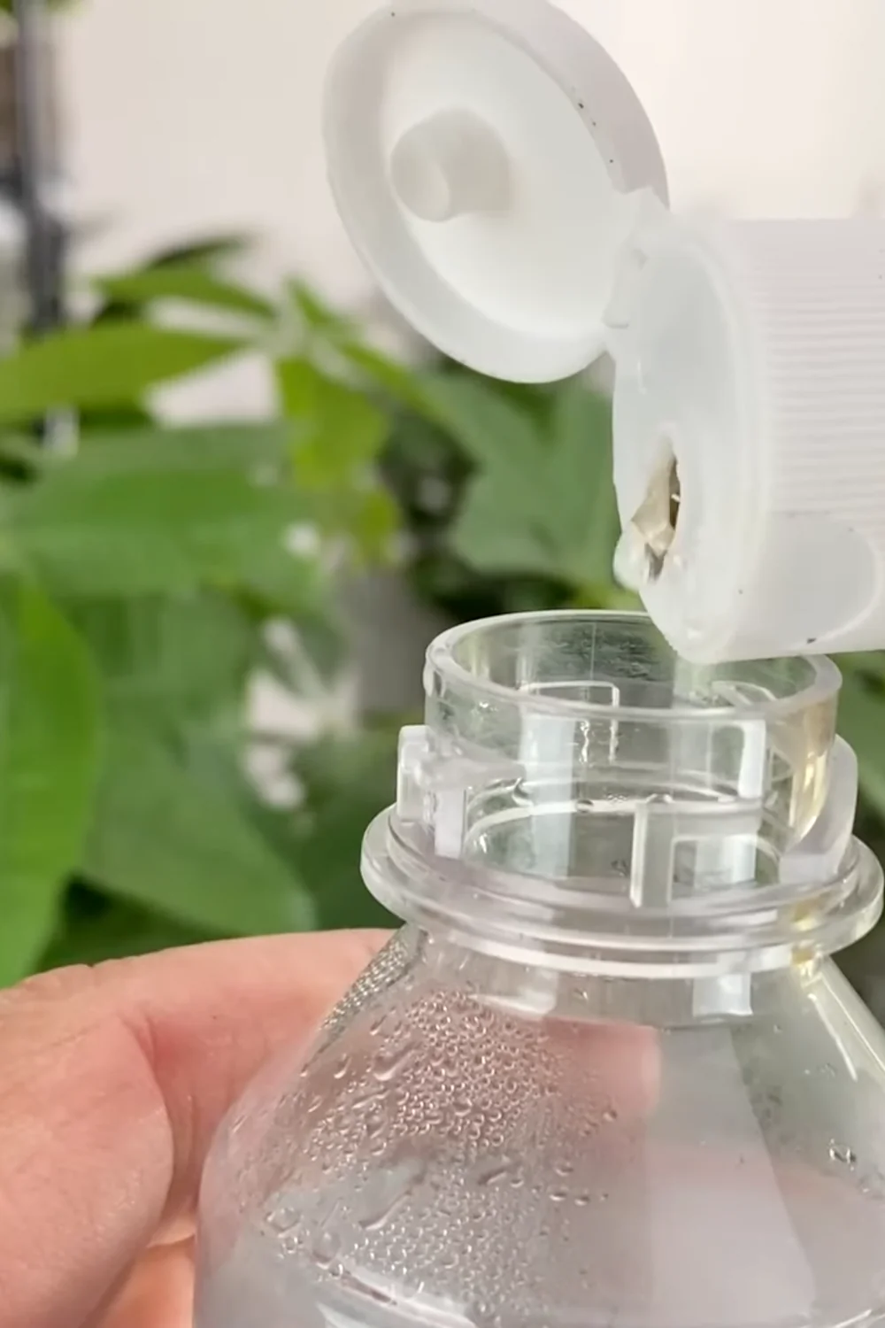 7 Essential Money Tree Care Tips You Should Know screenshot 14