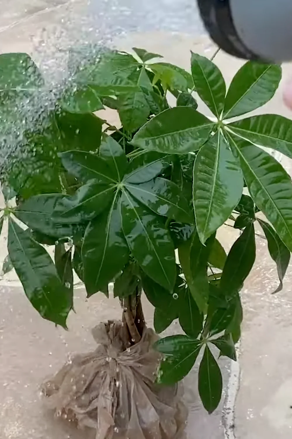 7 Essential Money Tree Care Tips You Should Know screenshot 15