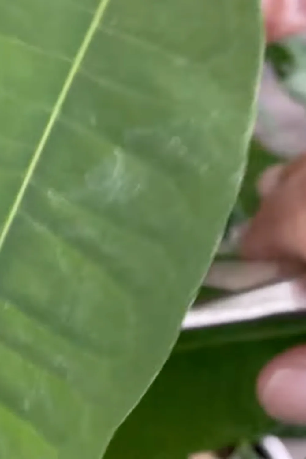 7 Essential Money Tree Care Tips You Should Know screenshot 18