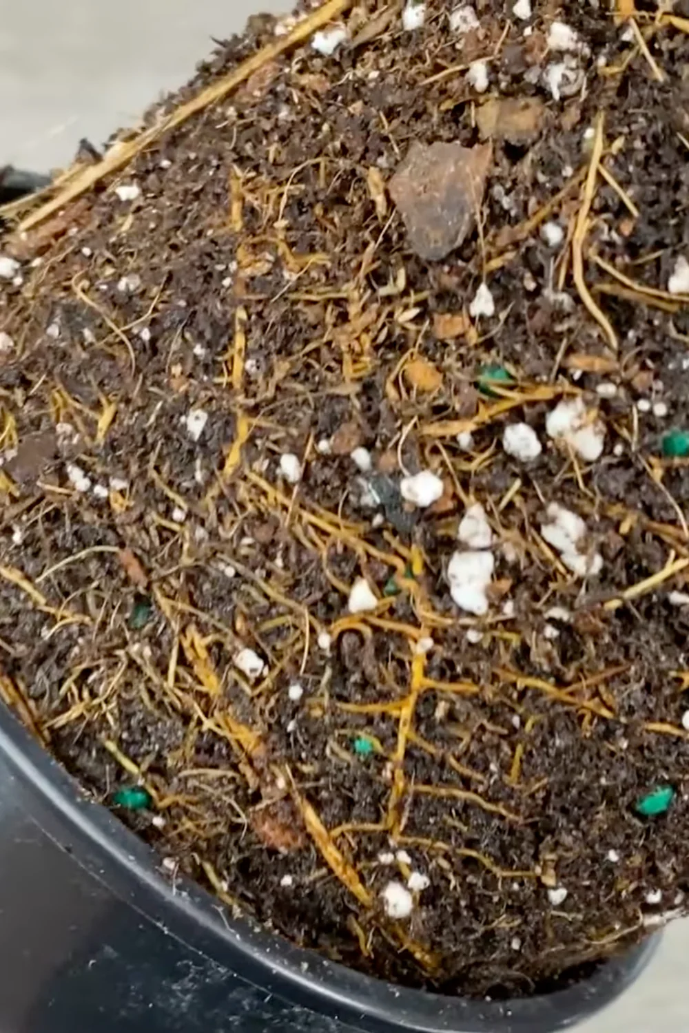 7 Essential Money Tree Care Tips You Should Know screenshot 20