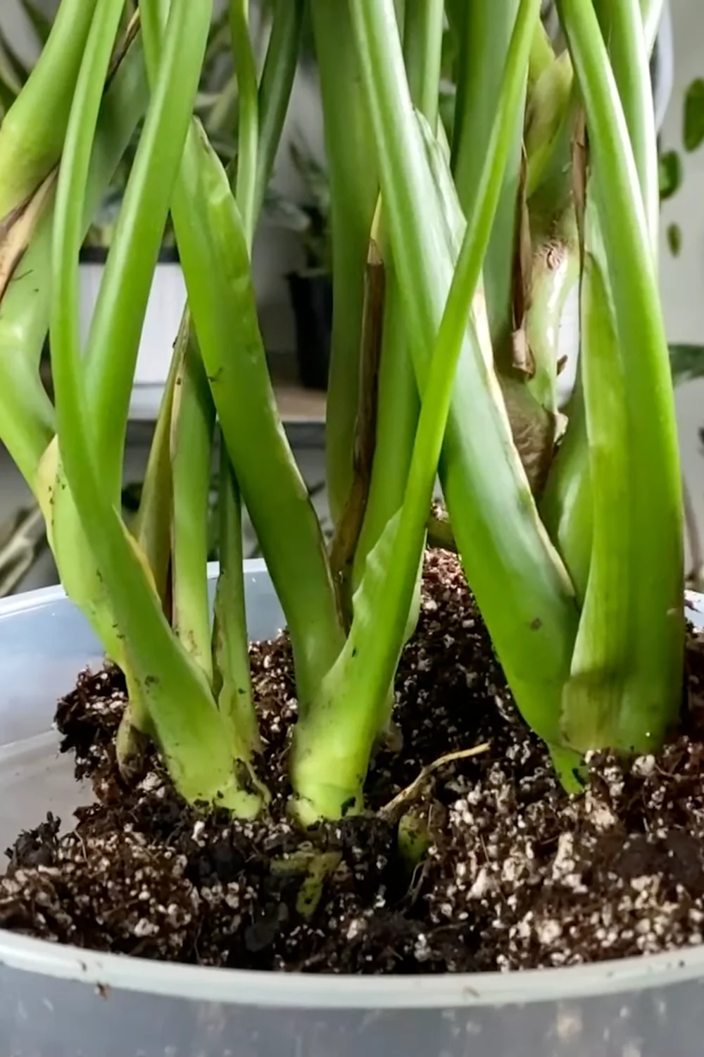 7 Essential Money Tree Care Tips You Should Know screenshot 22