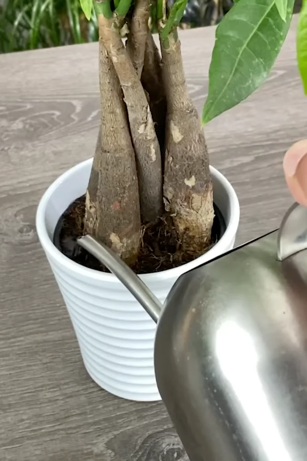 7 Essential Money Tree Care Tips You Should Know screenshot 23