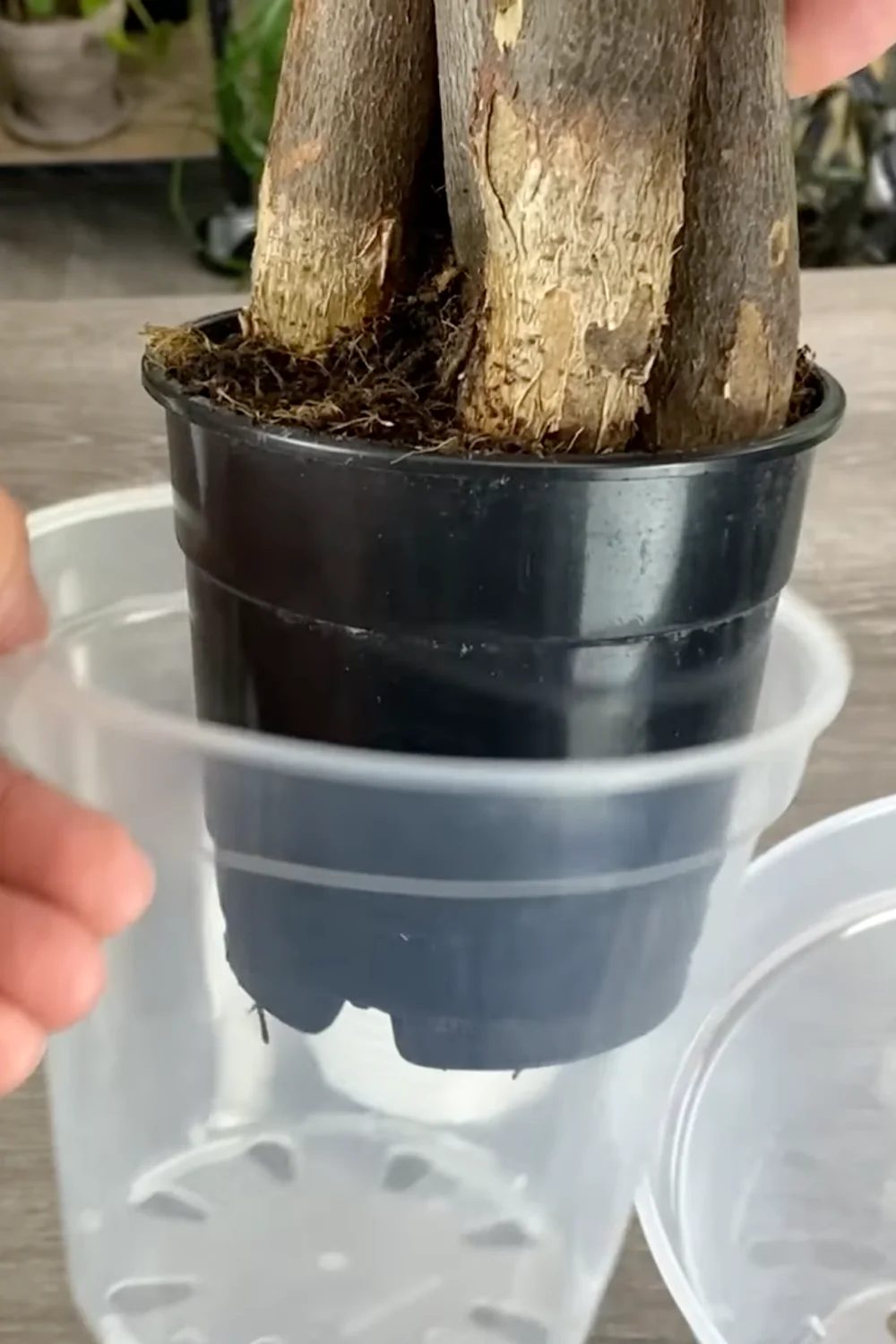 7 Essential Money Tree Care Tips You Should Know screenshot 24