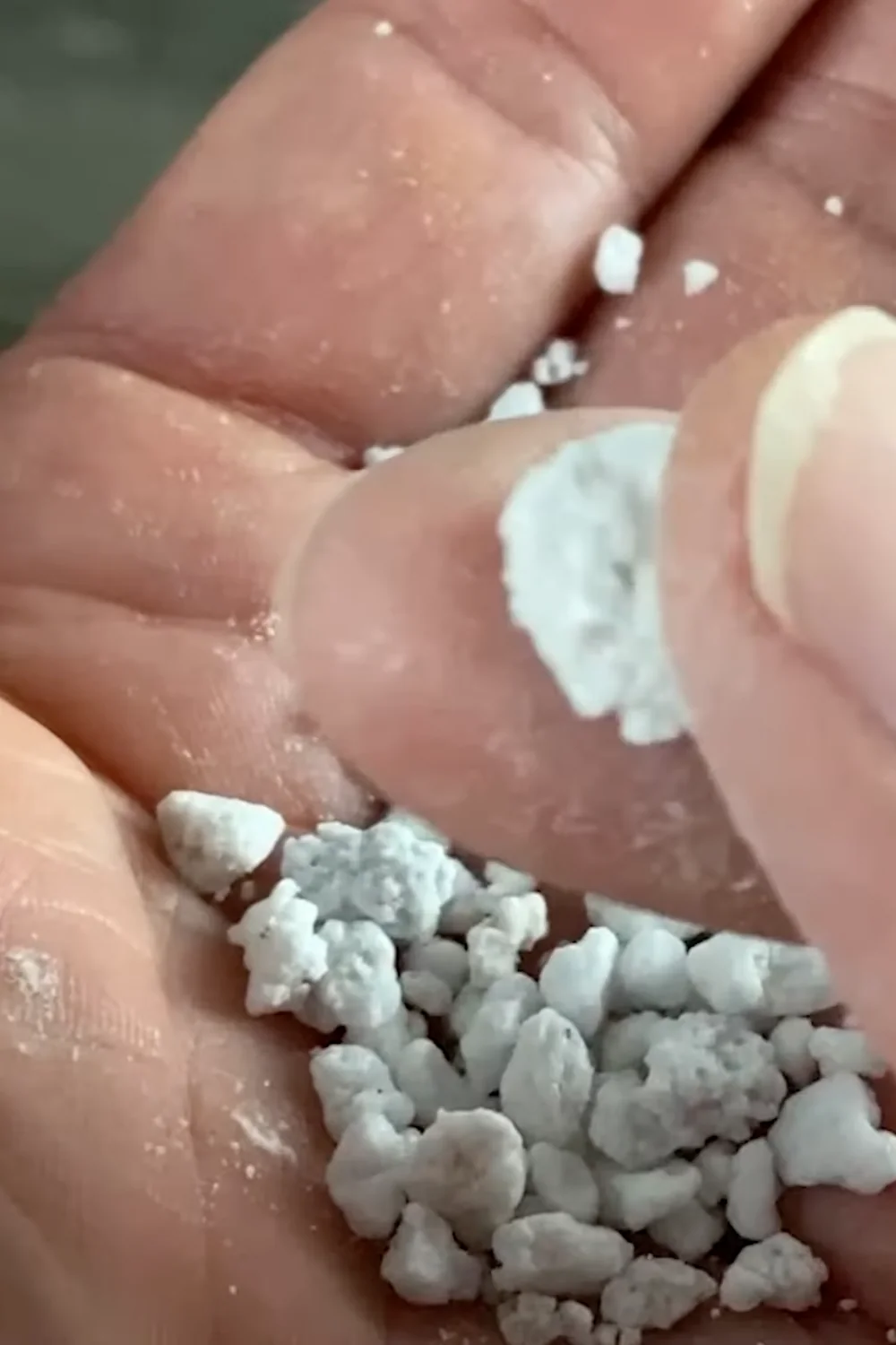 7 Essential Money Tree Care Tips You Should Know screenshot 25