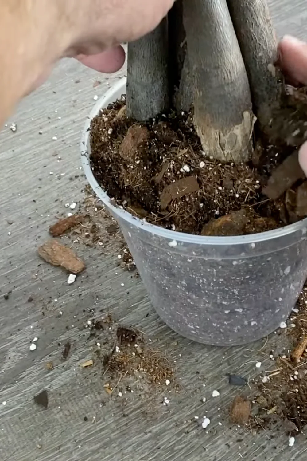 7 Essential Money Tree Care Tips You Should Know screenshot 26