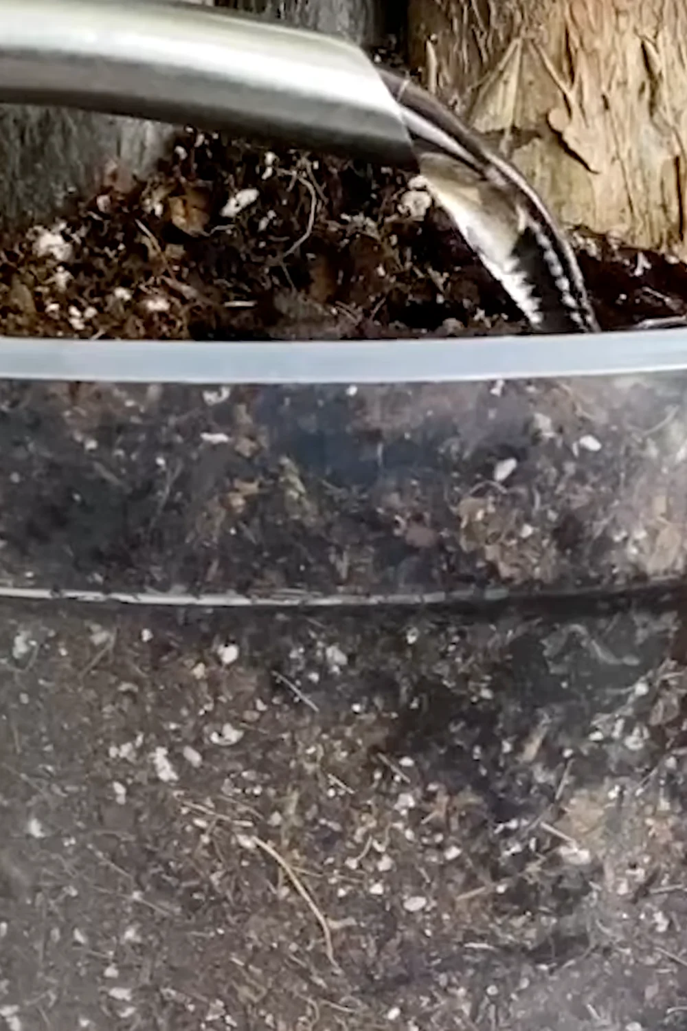 7 Essential Money Tree Care Tips You Should Know screenshot 27