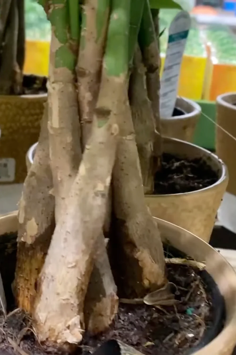 7 Essential Money Tree Care Tips You Should Know screenshot 3