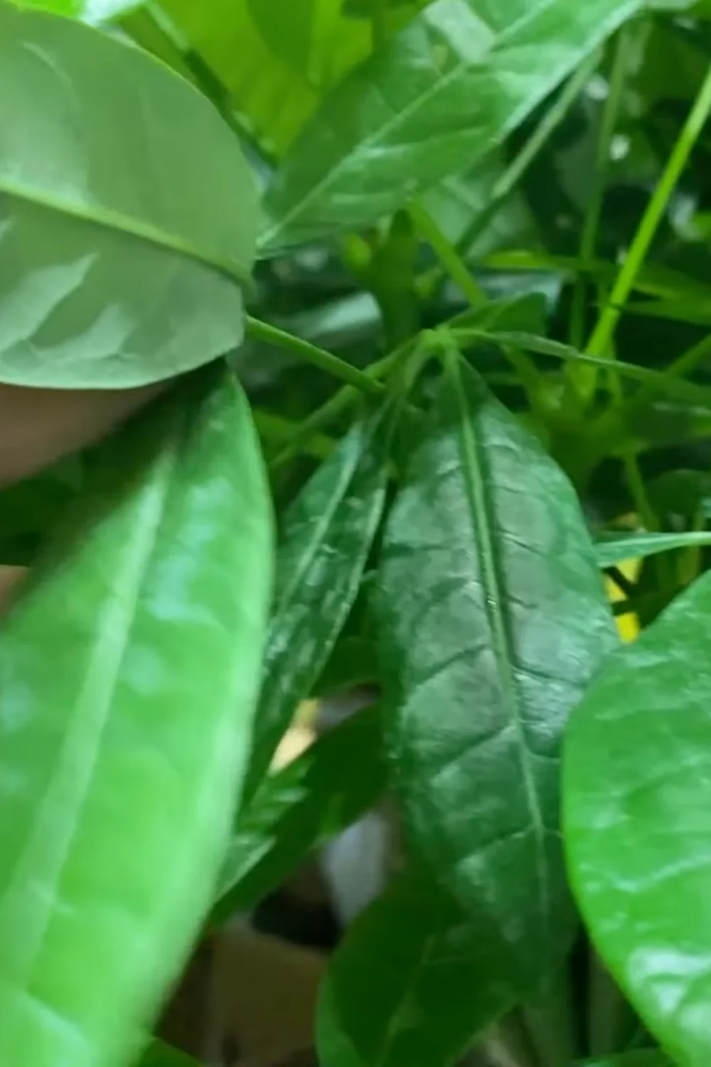 7 Essential Money Tree Care Tips You Should Know screenshot 5