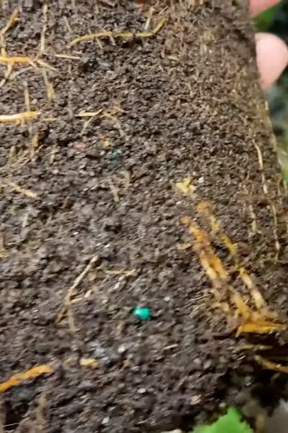 7 Essential Money Tree Care Tips You Should Know screenshot 6