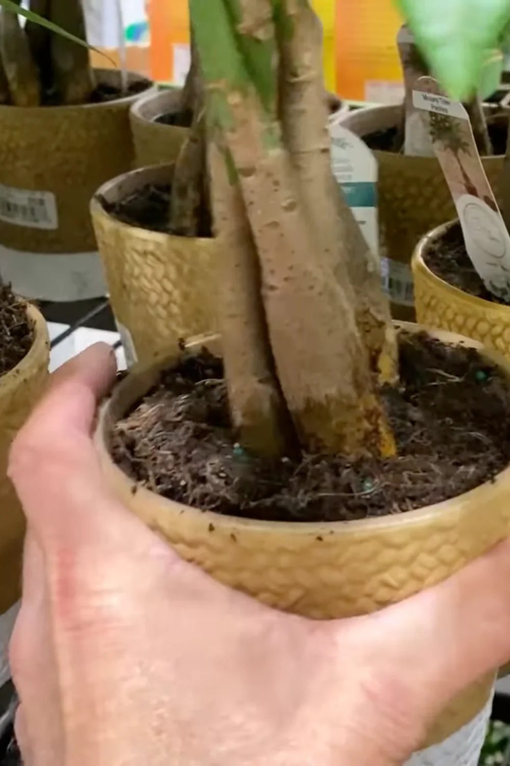 7 Essential Money Tree Care Tips You Should Know screenshot 7