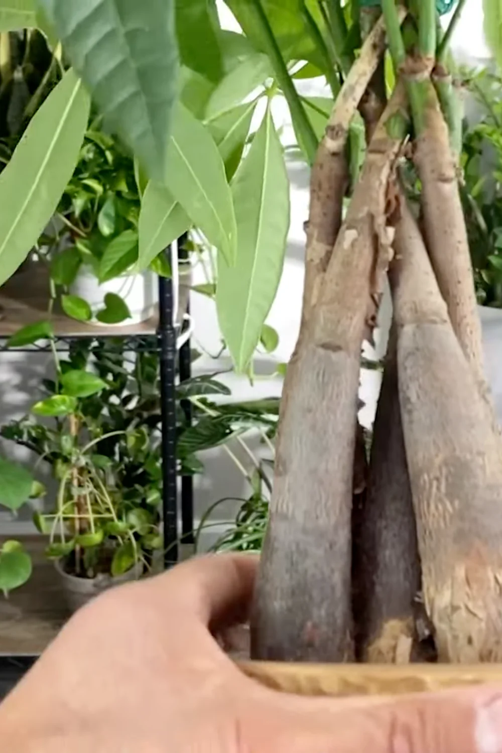 7 Essential Money Tree Care Tips You Should Know screenshot 8