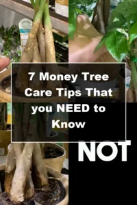 7 Essential Money Tree Care Tips You Should Know - Featured Image