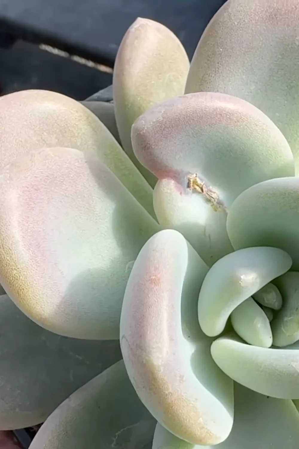 7 Essential Succulent Care Tips Every Plant Lover Should Know screenshot 1