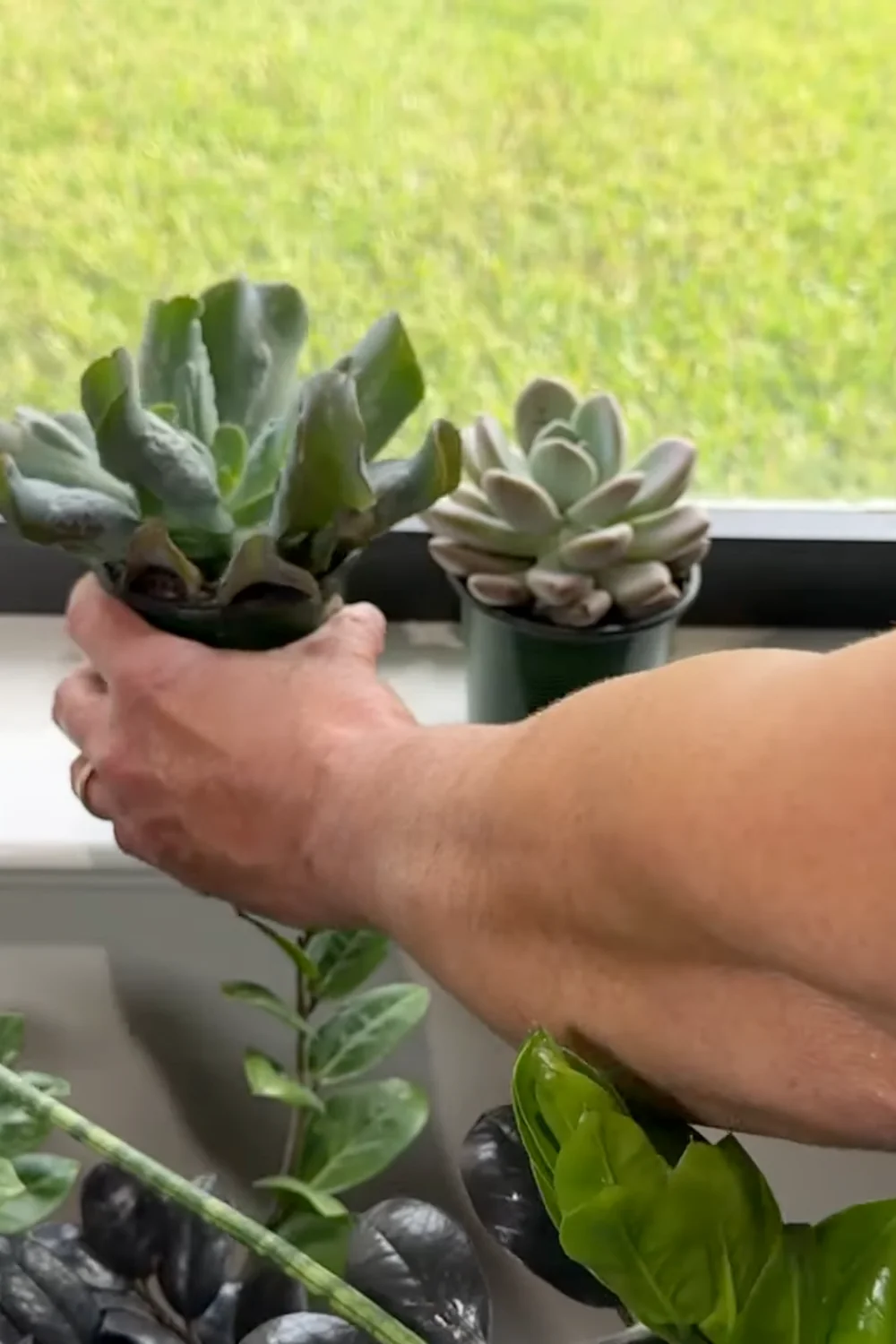 7 Essential Succulent Care Tips Every Plant Lover Should Know screenshot 2