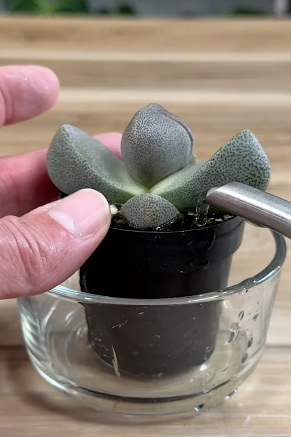 7 Essential Succulent Care Tips Every Plant Lover Should Know screenshot 5
