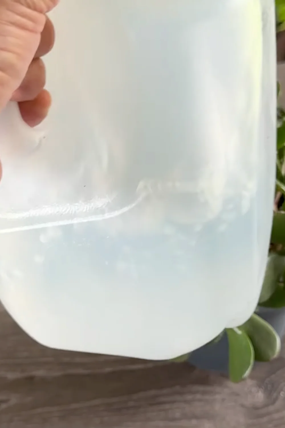 7 Essential Succulent Care Tips Every Plant Lover Should Know screenshot 6