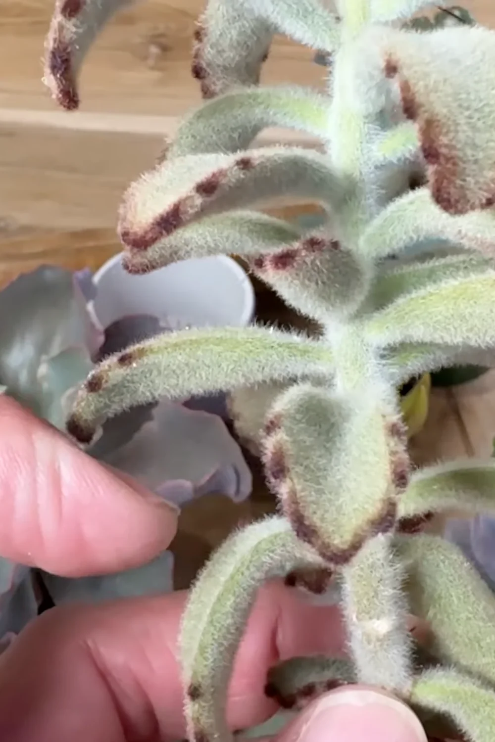 7 Essential Succulent Care Tips Every Plant Lover Should Know screenshot 7