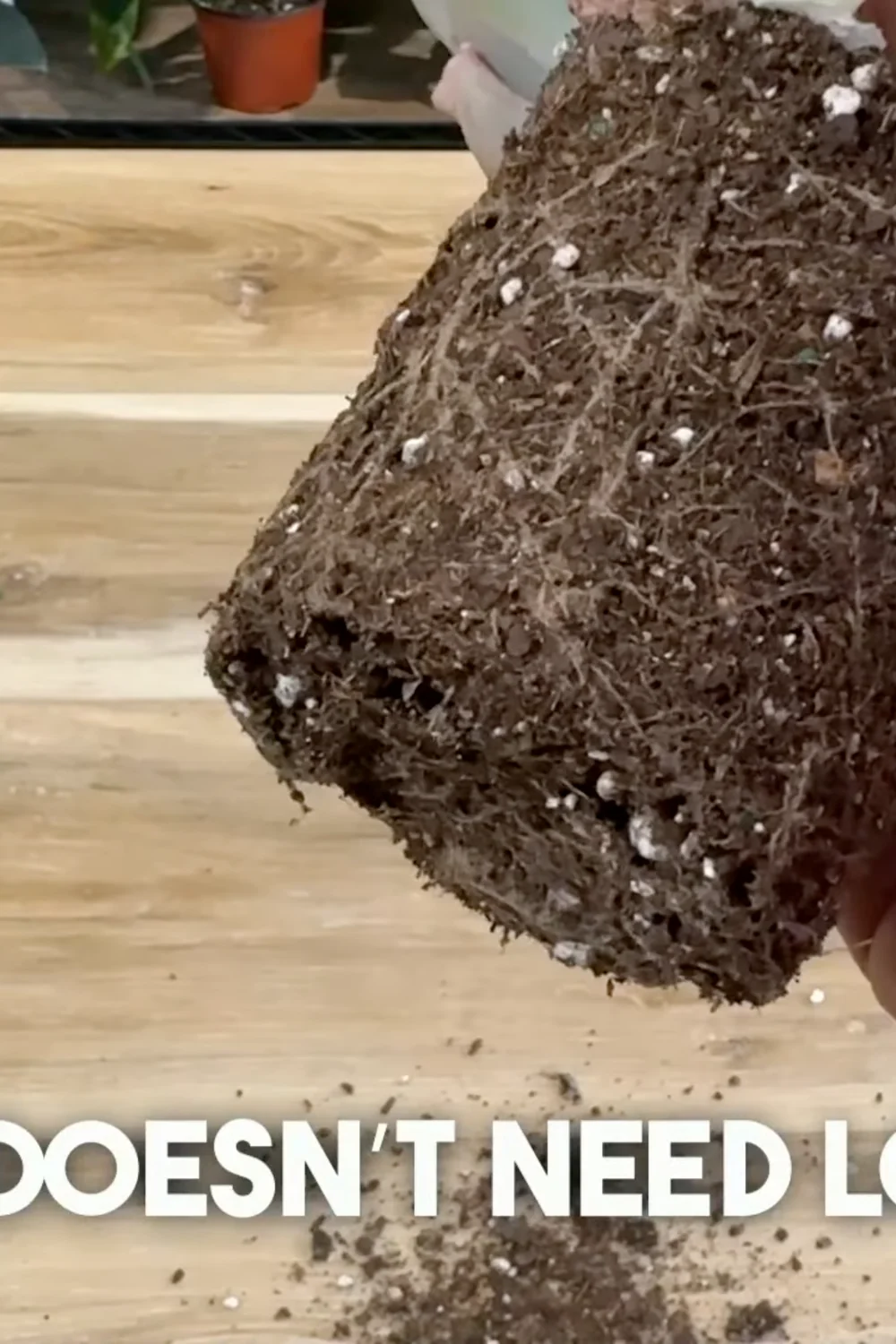 7 Essential Succulent Care Tips Every Plant Lover Should Know screenshot 8