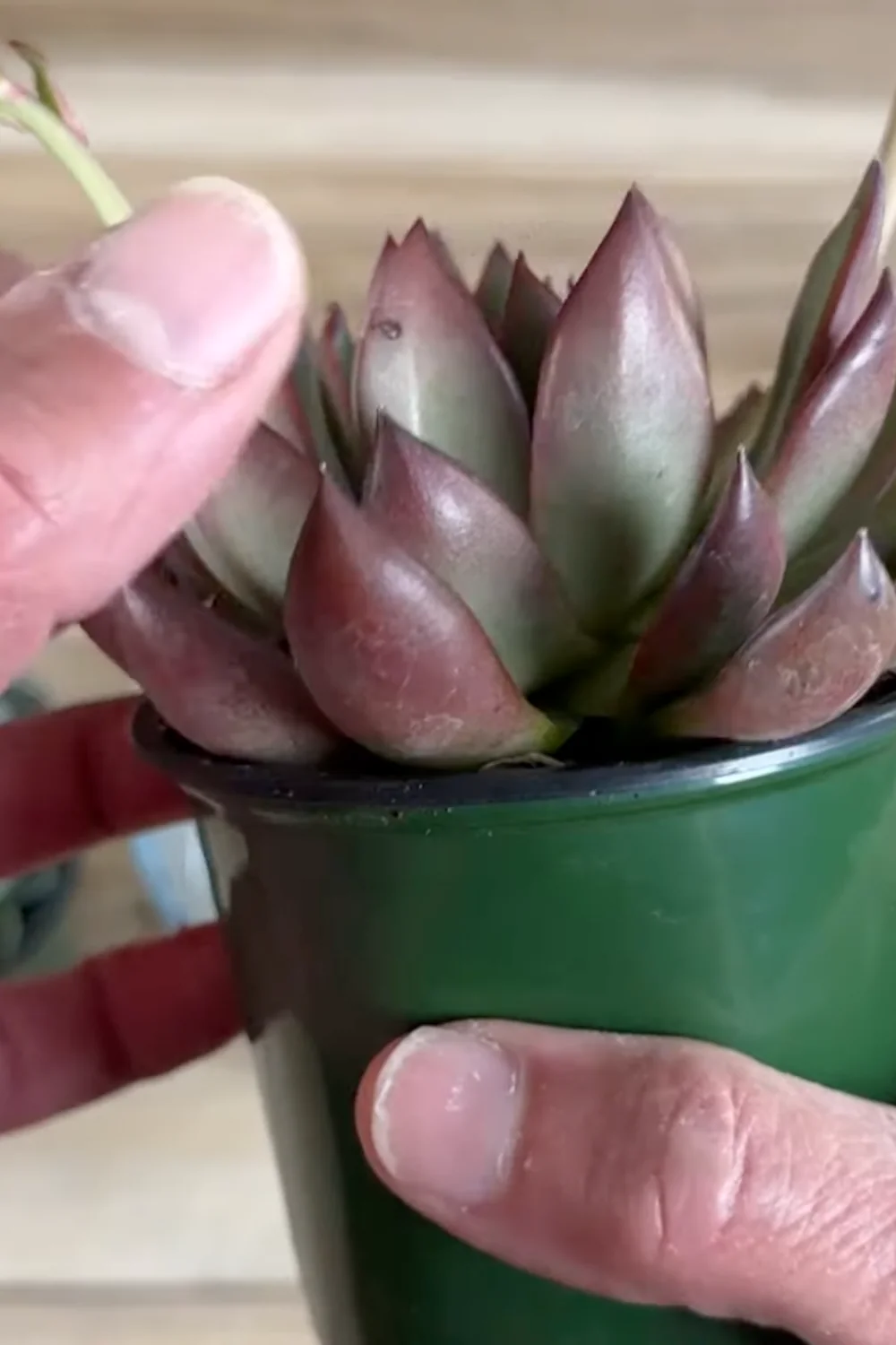 7 Essential Succulent Care Tips Every Plant Lover Should Know screenshot 9