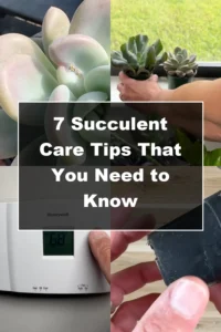 7 Essential Succulent Care Tips Every Plant Lover Should Know - Featured Image