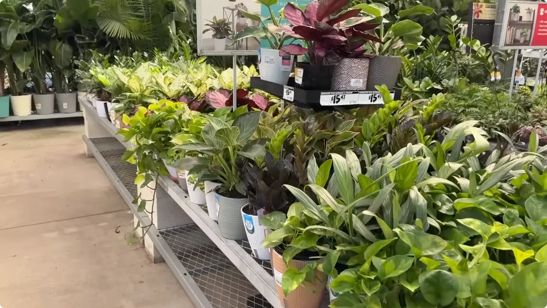 7 Essential ZZ Plant Care Tips You Haven't Tried Yet screenshot 1